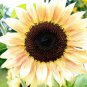 Limited Edition 25 Peach Passion Sunflower Seeds Flowers Seed Flower Perennial Sun Bloom 231