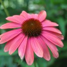 New Arrival 50 Watermelon Coneflower Seeds Echinacea Flower Perennial Flowers Seed 1401 USA