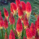 New Arrival 25 Rocket Red Torch Lily Hot Poker Flower Seeds Perennial Seed 821 US SELLER