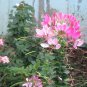 Premium 100 Light Pink Spider Seeds Clome Spinosa Perennial 1180 US Seller Seed Bee