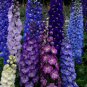 Exclusive 50 Dark Mix Delphinium Seeds Perennial Garden Flower Seed Flowers 129 US SELLER