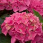 Top-Quality 5 Vienna Pink Hydrangea Seeds Perennial Garden Hardy Shrub Bush Flower Seed 929