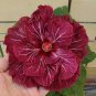 Top-Quality 20 Double Dark Pink Hibiscus Seeds Perennial Flower Garden Exotic Hardy Seed 13