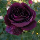 New Arrival 10 Dark Purple Rose Seeds Flower Bush Perennial Shrub Flowers Seed 1256