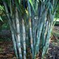 Exclusive 50 Blue Bamboo Seeds Privacy Plant Garden Clumping Exotic Shade 383 US SELLER
