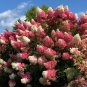Top-Quality 5 Berry Whit Hydrangea Seeds Perennial Garden Shrub Flowers Flower Seed 1412 USA