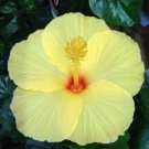 Limited Edition 20 Light Yellow Hibiscus Seeds Flowers Flower Seed Perennial Bloom 22 US SELLER