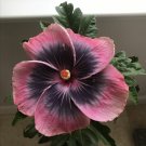 New Arrival 20 Pink Black Hibiscus Seeds Flowers Flower Seed Perennial Bloom 457 US SELLER