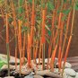 New Arrival 50 Red Fountain Bamboo Seeds Privacy Climbing Garden Seed Shade 399 US SELLER