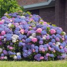 Best-Selling 5 3 in 1 Hydrangea Seeds Perennial Garden Shrub Flowers Flower Bush Seed 1406 Best-Selling 5 3 in 1 Hydrangea Seeds Perennial Garden Shrub Flowers Flower Bush Seed 1406