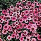 Exclusive 50 Purple Bravado Coneflower Seeds Echinacea Perennial Flowers Flower 1376 USA