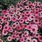 Exclusive 50 Purple Bravado Coneflower Seeds Echinacea Perennial Flowers Flower 1376 USA