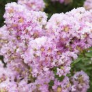 Top-Quality 20 Lavender Cape Myrtle Seeds Tree Flower Perennial Flowers Seed 1221 US SELLER