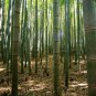 Premium 50 Gua Duo Zhu Bamboo Seeds Privacy Climbing Garden Clumping Shade Screen 778