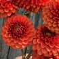 Premium 25 Brown Sugar Dahlia Seeds Flower Perennial Flowers Seeds Flowering US 1101