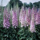 New Arrival 50 Million Dollar BlushDelphinium Seeds Perennial Flower Garden Seed Flowers 793