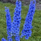 Premium 25 Bright Blue Delphinium Seeds Perennial Garden Flower Bright Seed Flowers 213