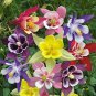 Best-Selling 50 Giants Mix Columbine Seeds Flower Perennial Flowers Seed Bloom 137 US SELLER