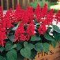 Limited Edition 50 Red Salvia Seeds Flower Seed Perennial Flowers Hummingbird 176 US SELLER