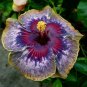 Exclusive 20 Purple Yellow Pink Hibiscus Seeds Flowers Flower Seed Perennial Bloom 459