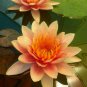 Best-Selling 5 Orange Yellow Lotus Seeds Nelumbo nucifera Flowering Bloom Hardy Tropical 939