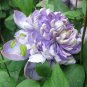 Top-Quality 25 Blue Lights Pink Clematis Seeds Climbing Perennial Plumeria Seed 705 USA