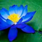 Top-Quality 5 Bright Blue Lotus Seeds Nelumbo nucifera Flowering Blooms Hardy Tropical 941