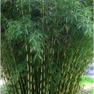 New Arrival 30 Pingwu Bamboo Seeds Privacy Plant Garden Seed Screen Shade 400 US SELLER