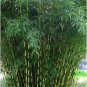 New Arrival 30 Pingwu Bamboo Seeds Privacy Plant Garden Seed Screen Shade 400 US SELLER