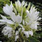Best-Selling 100 White Queen Spider Seeds Clome Spinosa Perennial 1202 US Seller Flower Bee