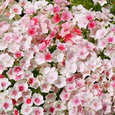 Limited Edition 50 Blushing Bride Phlox Seeds Flower Perennial Seed Flowers 562 US SELLER Bee