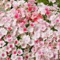 Limited Edition 50 Blushing Bride Phlox Seeds Flower Perennial Seed Flowers 562 US SELLER Bee