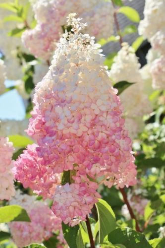 Top-Quality 5 Light Strawberry Hydrangea Seeds Perennial Flowers Seed Flower 390 US SELLER