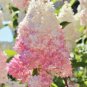 Top-Quality 5 Light Strawberry Hydrangea Seeds Perennial Flowers Seed Flower 390 US SELLER