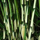 Premium 50 Fargesia Bamboo Seeds Privacy Garden Clumping Exotic Shade Seed 397 US Seller