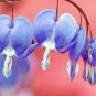 Best-Selling 25 Light Blue Bleeding Heart Seeds Dicentra Spectabilis Shade Flower Garden 684