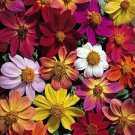 Exclusive 25 Victorian Mix Dahlia Seeds Flower Perennial Flower Seed Flowering Bloom 1161