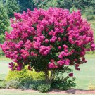 New Arrival 25 Pink Velour Lilac Seeds Tree Fragrant Flowers Perennial Flower 427 US SELLER