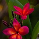 Limited Edition 5 Dark Pink Orange Plumeria Seeds Plants Flower Flowers Seed Bloom 208 US SELLER