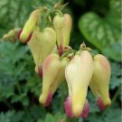 Limited Edition 25 Love Hearts Bleeding Heart Seeds Dicentra Spectabilis Shade Flower Garden 695