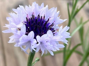Premium 50 White Blue Bachelor's Button Seeds Annual Seed Flower Flowers Garden 617 USA