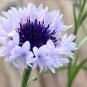 Premium 50 White Blue Bachelor's Button Seeds Annual Seed Flower Flowers Garden 617 USA