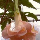 Exclusive 10 Cantaloupe Angel Trumpet Seeds Flowers Seed Flower Brugmansia Datura 633 USA