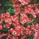 Top-Quality 5 Red Pygmy Dogwood Seeds Tree Flowering Hardy Fall Color Flower Flowering 161