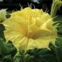 Top-Quality 10 Golden Quee Angel Trumpet Seeds Flowers Seed Flower Brugmansia Datura 649 USA