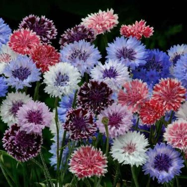 Premium 50 Classic Artistic Bachelor's Button Seeds Annual Seed Flower Flowers 756USA