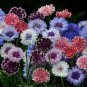 Premium 50 Classic Artistic Bachelor's Button Seeds Annual Seed Flower Flowers 756USA