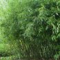 Limited Edition 50 Bissetii Bamboo Seeds Privacy Climbing Garden Seed 375 US SELLER