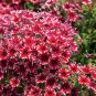 Exclusive 50 Bright Red White Phlox Seeds Flower Perennial Seed Flowers 96 US SELLER