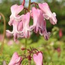 Best-Selling 25 Amore Pink Bleeding Heart Seeds Dicentra Spectabilis Shade Flower Garden 682